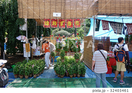 浅草ほおずき市 32403461