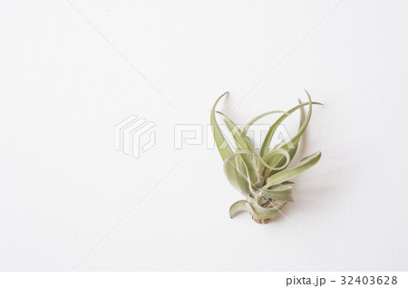 チランジア 植物 工場 32403628