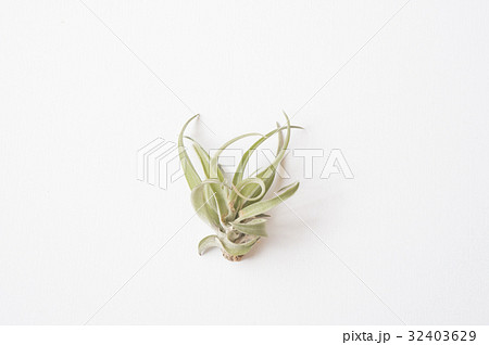 チランジア 植物 工場 32403629