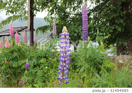 中禅寺湖に咲くルピナス 32404085