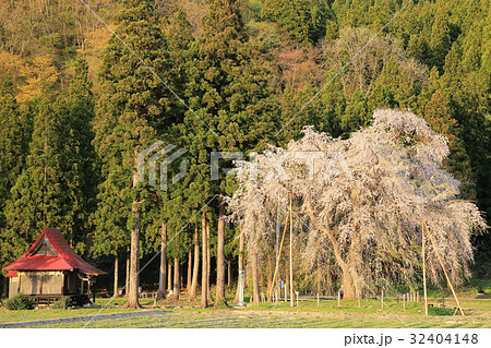 おしら様のしだれ桜 32404148