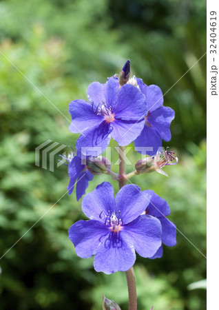 アツバノボタンの花 アツバノボタンの花 32404619