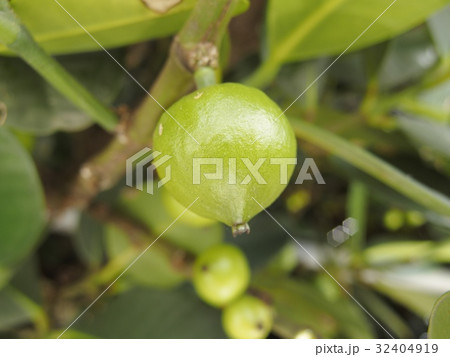 フクギの実(未成熟) フクギの実(未成熟) 32404919