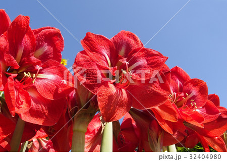 アマリリス 32404980