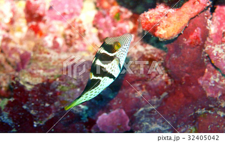 海 写真 海 写真 32405042
