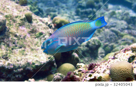 海 写真 海 写真 32405043
