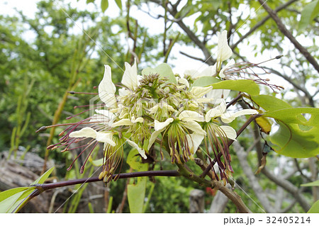 ギョボク 32405214