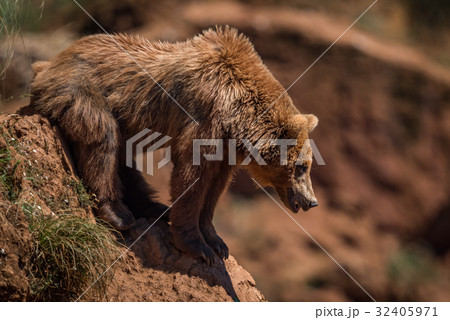 Brown bear looks down steep rocky slope Brown bear looks down steep rocky slope 32405971