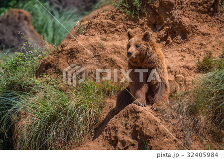 Brown bear sits on red rocky outcrop Brown bear sits on red rocky outcrop 32405984