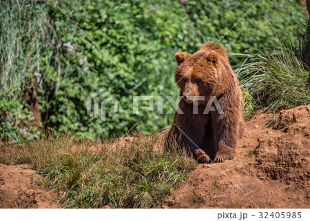 Brown bear sits on rock in undergrowth Brown bear sits on rock in undergrowth 32405985