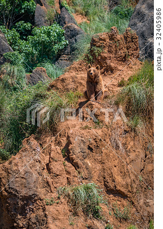 Brown bear sitting on red rocky outcrop Brown bear sitting on red rocky outcrop 32405986
