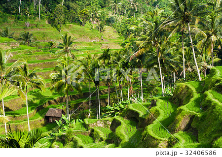 Beautiful rice terraces in Ubud, Indonesia 32406586