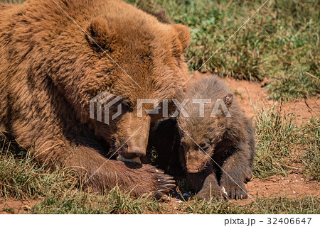 Close-up of brown bear mother and cub Close-up of brown bear mother and cub 32406647