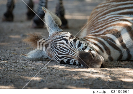 Close-up of Grevy zebra foal on ground 32406664