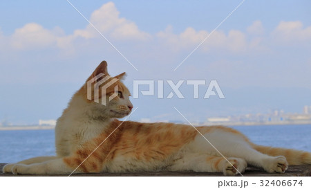 海辺の猫 32406674