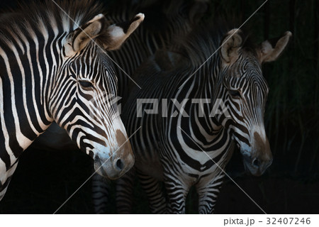 Close-up of Grevy zebra mother by foal 32407246