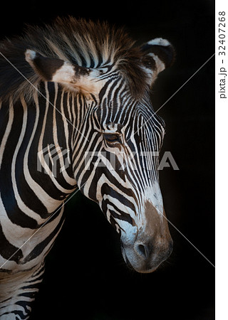 Close-up of Grevy zebra with drooping head 32407268