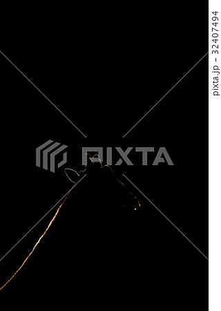 Close-up of sunlit giraffe neck in silhouette 32407494