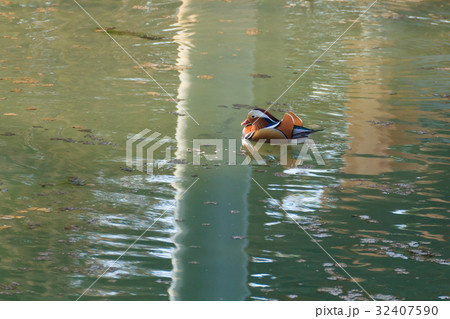 Mandarin duck close up from Sile river, Italy Mandarin duck close up from Sile river, Italy 32407590