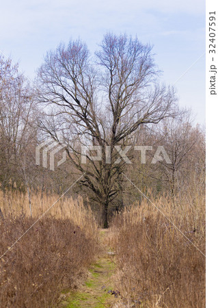 Solitaire tree on spring season 32407591