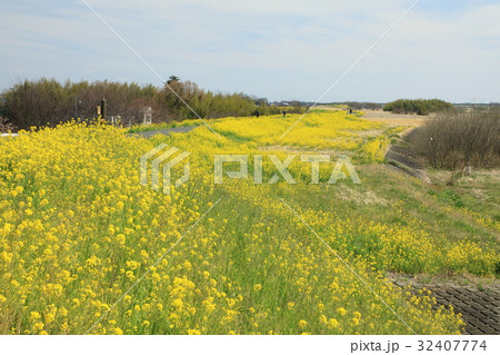 熊谷桜堤の風景 32407774
