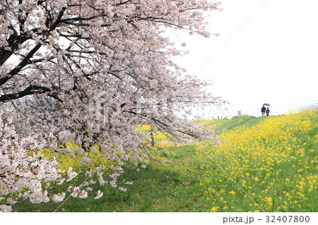 熊谷桜堤の風景 32407800