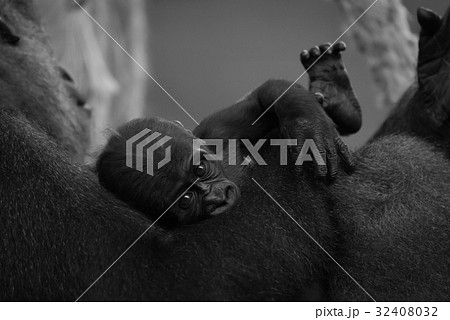 Mono baby gorilla being held by mother 32408032