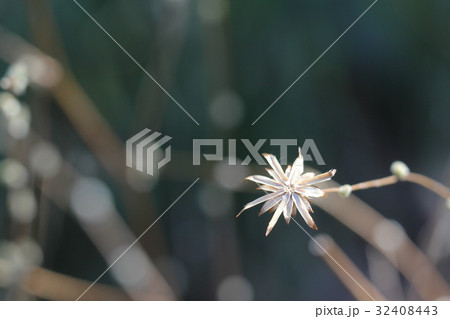 コウヤボウキ 32408443