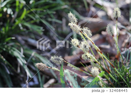 ヒメカンスゲ ヒメカンスゲ 32408445