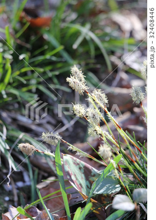 ヒメカンスゲ 32408446