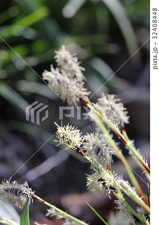 ヒメカンスゲ ヒメカンスゲ 32408448