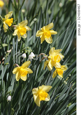 キズイセンとスノードロップ 32408467