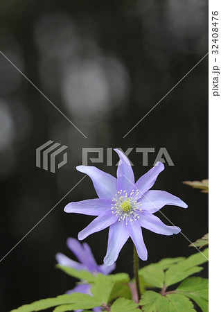 キクザキイチゲ 32408476