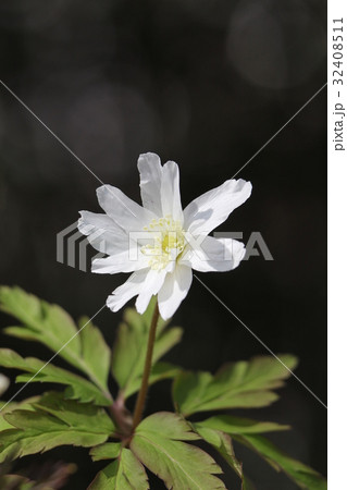 キクザキイチゲ 32408511