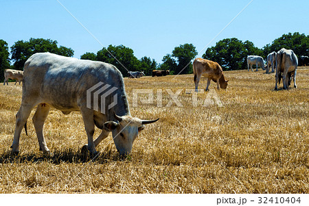 Cows in a meadow, apulia countryside landscape 32410404