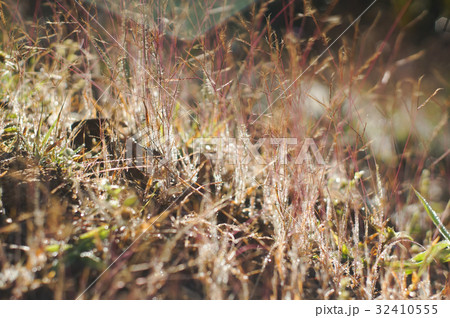 dew on red grass dew on red grass 32410555