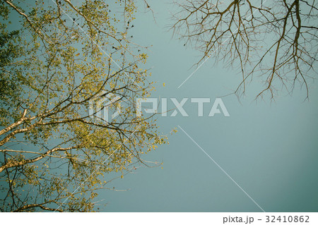 tree branch abstract with blue sky background  32410862