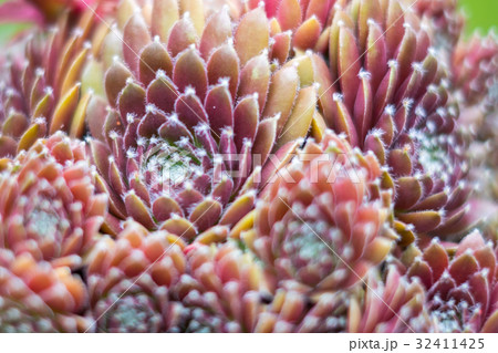 sempervivum plant closeup , succulent plant macro sempervivum plant closeup , succulent plant macro 32411425