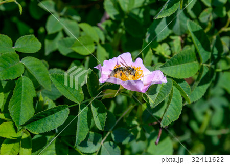Bee and dog rose Bee and dog rose 32411622