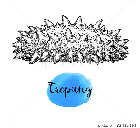 Trepang ink sketch. 32412191
