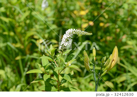 オカトラノオ 32412630