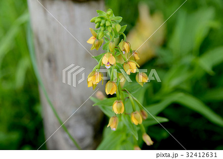 カキラン 32412631