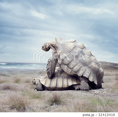 giant Galapagos turtles mating 32413410