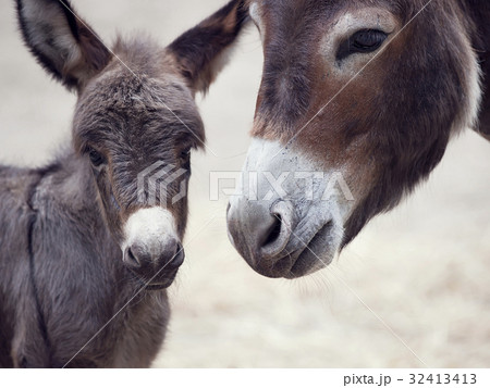 Baby donkey mule with its mother 32413413