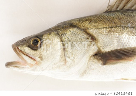 スズキ（鱸）　頭部　白身で美味しい海の魚　大型化し釣りの対象として人気が高い　呼び名が変わる出世魚 32413431