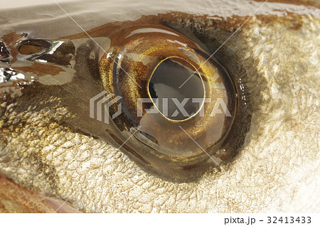スズキ(鱸) 魚眼 白身で美味しい海の魚 大型化し釣りの対象として人気が高い 呼び名が変わる出世魚 スズキ(鱸) 魚眼 白身で美味しい海の魚 大型化し釣りの対象として人気が高い 呼び名が変わる出世魚 32413433