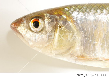 オイカワ（追河）　雄　頭部　美しい淡水魚 32413444