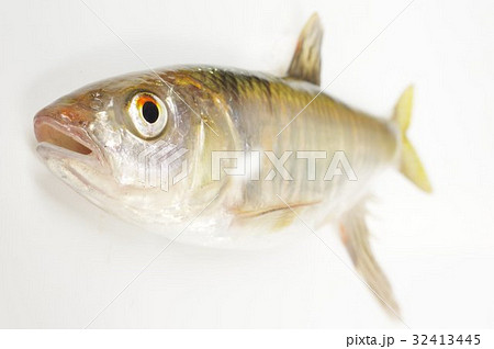オイカワ（追河）　雄　全身俯瞰　美しい淡水魚 32413445