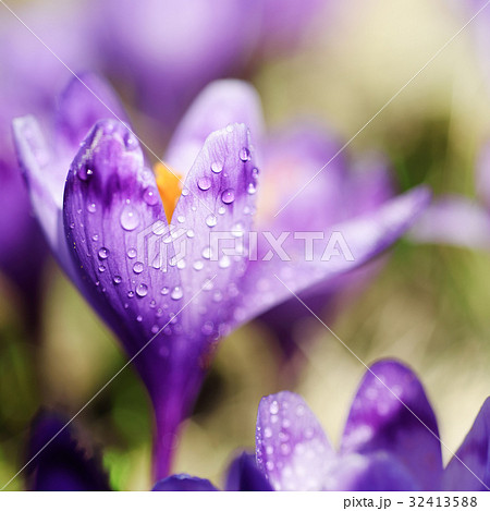 Spring crocus flower Spring crocus flower 32413588