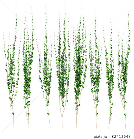 ツタ 素材のイラスト素材